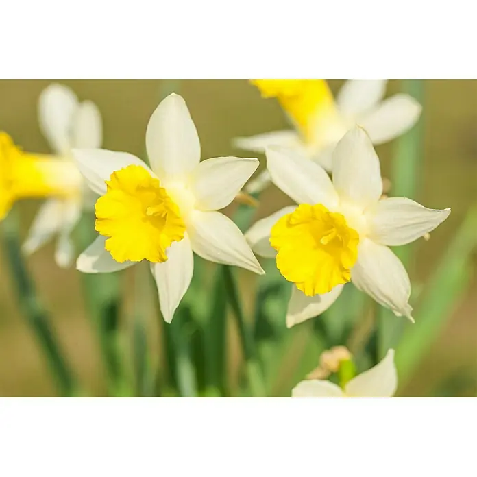 Piardino Frühlingsblumenzwiebeln Narzisse - Narcissus pseudonarcissus - Nahaufnahme von leuchtend gelben und weißen Narzissenblüten, die ihre zarte Schönheit und frische Farbe in der Natur präsentieren.
