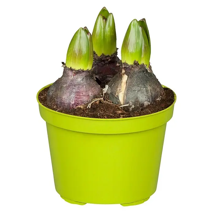 Piardino Frühlingsblumenzwiebeln Hyazinthe 'Purple Sensation' - Hyacinthus orientalis, Tiefviolett - Nahaufnahme einer hellgrünen Topfpflanze mit Blumenzwiebeln und grünen Trieben.