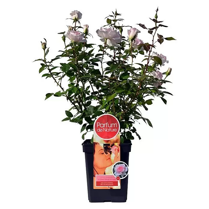 Piardino Edelrose A Whiter Shade of Pale - Rosa Hybride, Blütenfarbe: Hellrosa - Vorderansicht