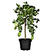 Piardino Zitronenbaum (Citrus limon, Topfgröße: 18 cm)