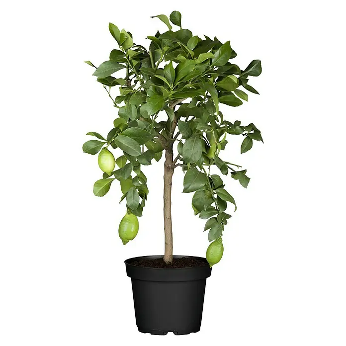 Piardino Zitronenbaum - Citrus limon, Topfgröße: 18 cm - Ein Zitronenbaum in einem schwarzen Topf. Die Pflanze hat grüne Blätter und einige grüne Zitronen, die an den Zweigen hängen.