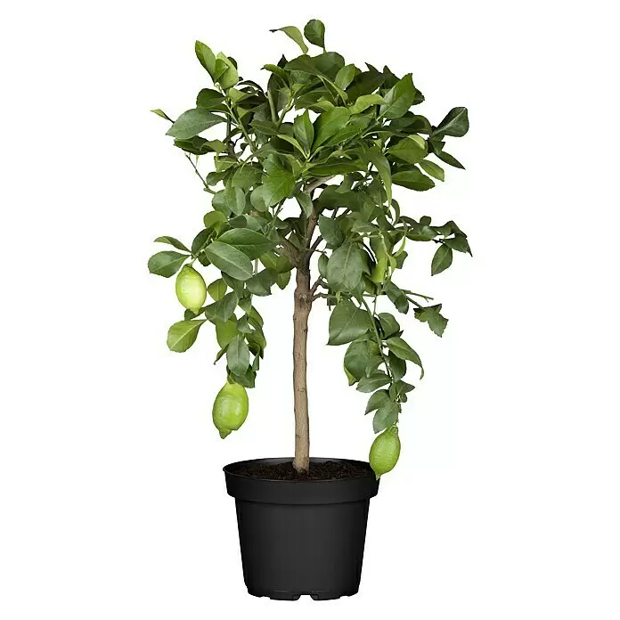 Piardino ZitronenbaumCitrus limon, Topfgröße: 18 cm