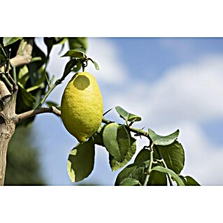 Piardino Zitronenbaum (Citrus limon, Topfgröße: 18 cm)