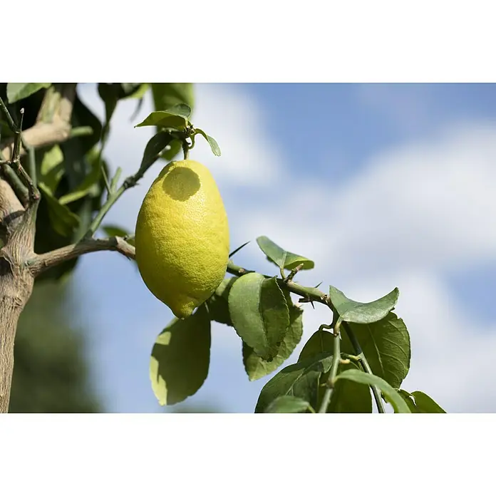Piardino ZitronenbaumCitrus limon, Topfgröße: 18 cm - Eine Zitrone mit einem Loch, die an einem Zweig hängt, vor einem Hintergrund aus blauem Himmel und Wolken.