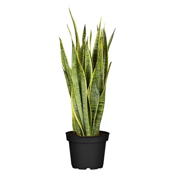 Piardino Bogenhanf - Sansevieria trifasciata var. laurentii, Topfgröße: 19 cm, Blattfarbe: Gelb/Grün - Vorderansicht