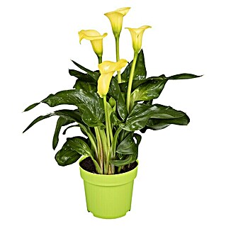 Piardino Zimmercalla (Zantedeschia aethiopica, Topfgröße: 14 cm, Sortenabhängig)