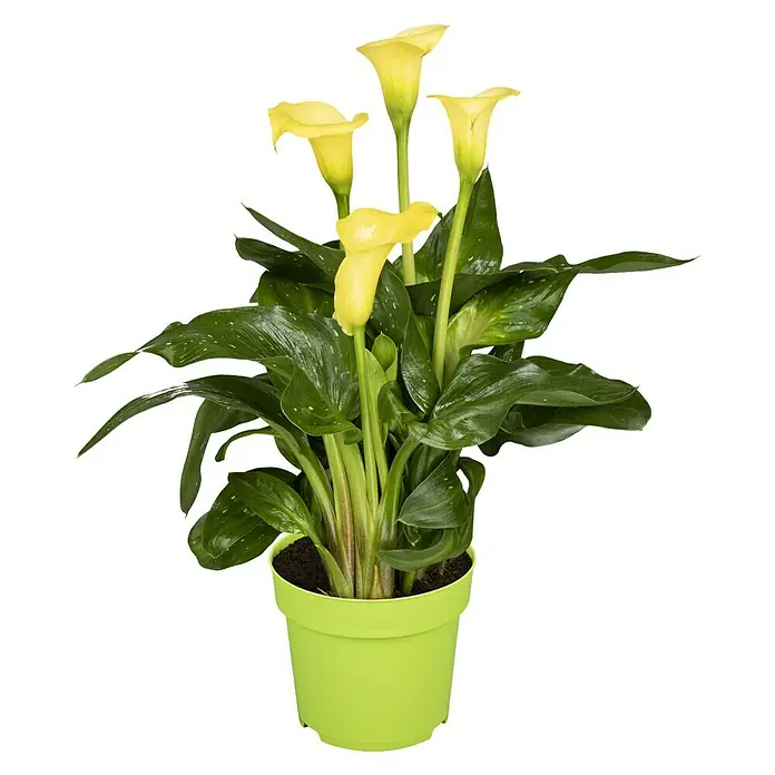 Piardino Zimmercalla - Zantedeschia aethiopica, Topfgröße: 14 cm, Sortenabhängig - Eine Zimmerpflanze mit gelben Calla-Lilien in einem hellgrünen Topf, die auf einem weißen Hintergrund steht.