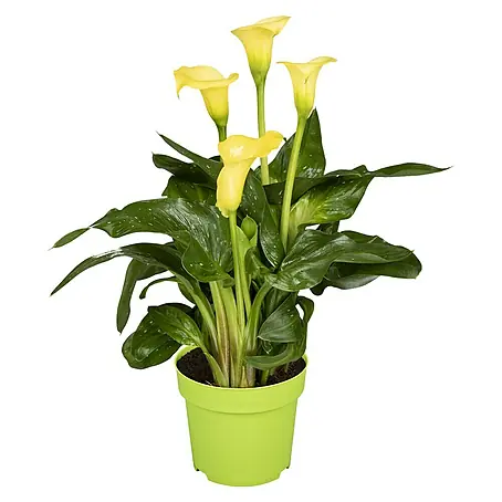 Piardino  Zimmercalla