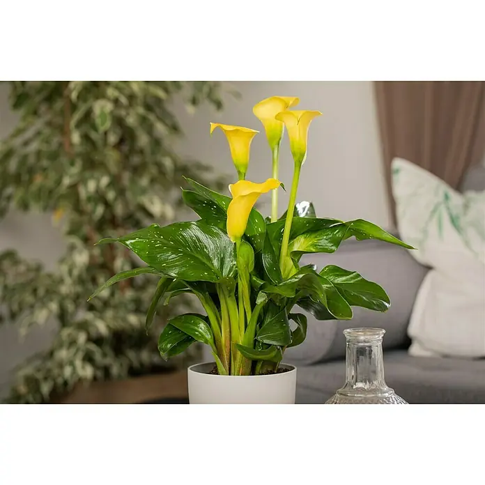 Piardino Zimmercalla - Zantedeschia aethiopica, Topfgröße: 14 cm, Sortenabhängig - Eine Nahaufnahme einer Topfpflanze mit gelben Calla-Lilienblüten und grünen Blättern auf einem Tisch in einem Wohnzimmer.