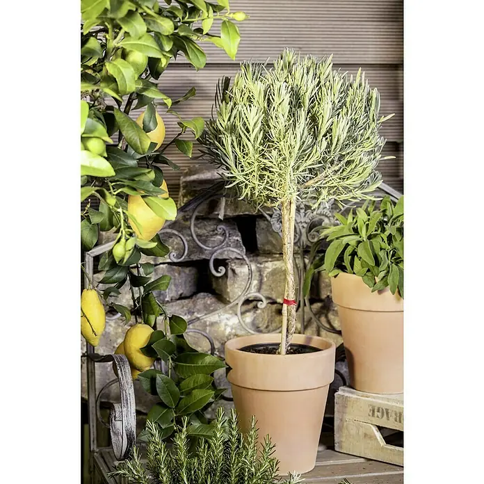 Piardino Lavendel - Lavandula angustifolia, Topfgröße: 18 cm, Hellviolett - Ein Topf mit einem eleganten Lavendel-Spalierbaum, der eine dekorative und duftende Note verleiht.Daneben steht eine Zitronebaum mit reifen Früchten.