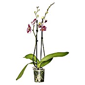 Schmetterlingsorchidee (Topfgröße: 12 cm, Mehrfarbig, Anzahl Triebe: 2, Aufrecht)