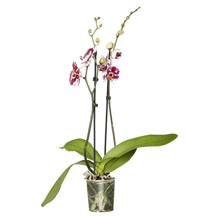 Piardino SchmetterlingsorchideePhalaenopsis, Topfgröße: 12 cm, Mehrfarbig, Anzahl Triebe: 2 Stk., Aufrecht Front View