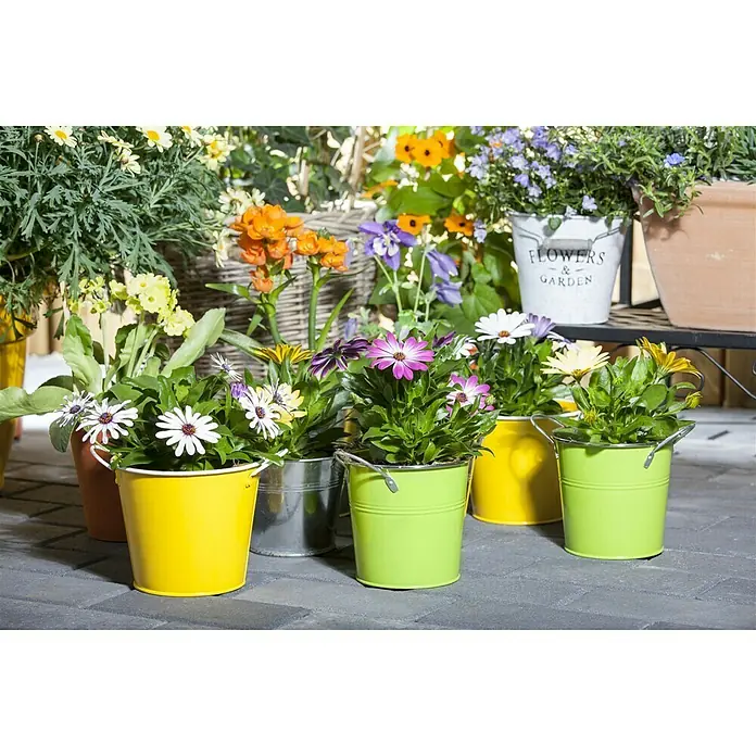 Piardino Kapkörbchen - Osteospermum ecklonis, Topfgröße: 14 cm, Sortenabhängig - Eine farbenfrohe Anordnung von Gänseblümchen in gelben, grünen und silbernen Zinkeimern, die eine lebendige und charmante Gartenszene schaffen.