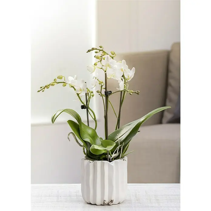 Piardino Orquídea mariposa - Phalaenopsis Hybride Multiflora, Tamaño de maceta: 12 cm, Blanco, Número de brotes: 2 ud., En posición vertical - Primer plano de una elegante orquídea blanca en una maceta decorativa, transmitiendo una sensación de calma y naturalidad elegante.