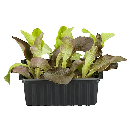 Piardino  Eichblattsalat 6er Schale grün
