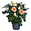 Topfrose (Rosa Hybride, Topfvolumen: 5 l, Blütenfarbe: Sortenabhängig) | BAUHAUS