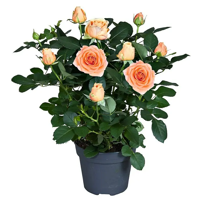 Piardino Topfrose Patio Hit - Rosa Hybride, Topfgröße: 13 cm, Blütenfarbe: Orange - Topfrose mit schönen, lachsfarbenen Blüten und grünen Blättern in einem grauen Topf. Ideal als Dekoration für Haus und Garten.