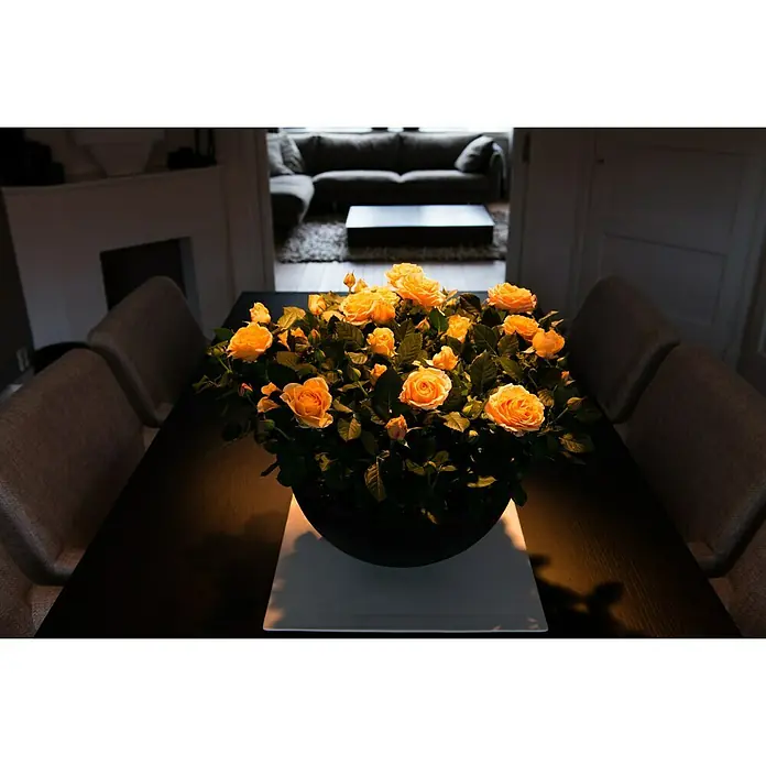 Piardino Topfrose Patio Hit - Rosa Hybride, Topfgröße: 13 cm, Blütenfarbe: Orange - Ein Arrangement aus leuchtend gelben Rosen in einer dunklen Schale, platziert auf einem quadratischen Untersetzer, ziert einen Tisch.