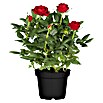 Topfrose (Rosa Hybride, Topfvolumen: 5 l, Blütenfarbe: Sortenabhängig) | BAUHAUS