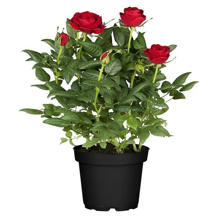 Piardino Topfrose Patio Hit - Rosa Hybride, Topfgröße: 13 cm, Blütenfarbe: Rot - Vorderansicht
