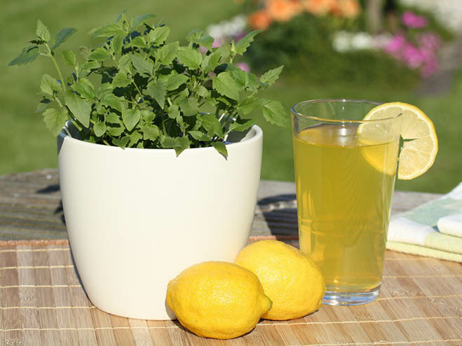 Eine Zitronenlimonade im Glas steht am Tisch, daneben 2 Zitronen und eine Zitronenmelisse im Topf