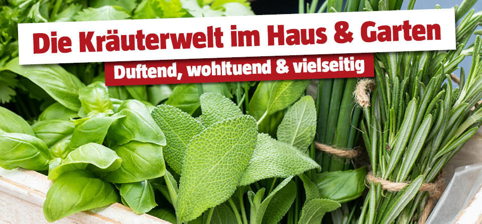 Verschiedene Kräuter in einer Holzkiste mit Titel 