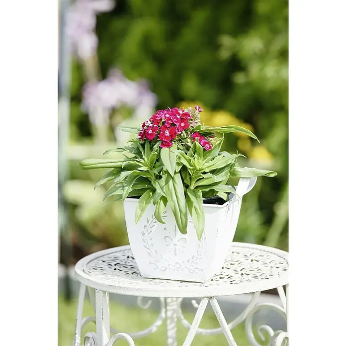 Piardino Garten-Bart-Nelke - Dianthus barbatus, Topfgröße: 13 cm, Sortenabhängig - Schöne rote Blumen in einem weißen Topf mit Blumendekor auf einem verzierten Gartentisch, die eine idyllische Gartenszene zeigen.