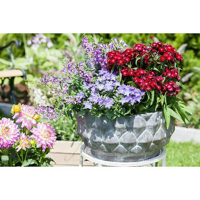 Piardino Garten-Bart-Nelke - Dianthus barbatus, Topfgröße: 13 cm, Sortenabhängig - Attraktiver Pflanztopf mit farbenfrohen Blumen in Rot- und Lilatönen, ideal für Garten und Terrasse. Der Topf ist ein echter Hingucker.