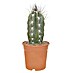 Piardino Cactus 