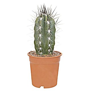 Piardino Cactus (Cactaceae 'Mexico Mann', Tamaño de maceta: 7 cm)