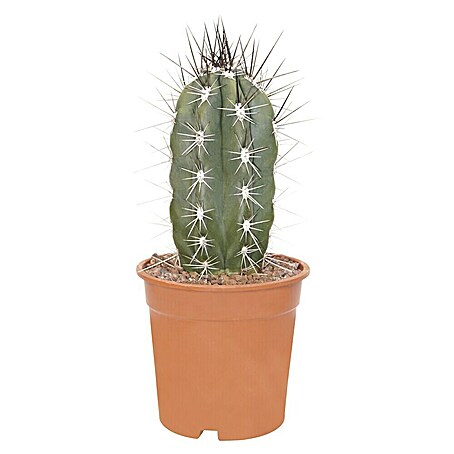 Piardino Cactus (Cactaceae 'Mexico Mann', Tamaño de maceta: 7 cm)