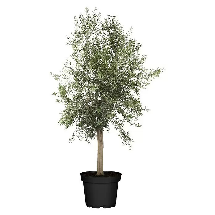 Piardino Olivenbaum 8 Jahre alt - Olea europaea, Topfvolumen: 35 l - Vorderansicht