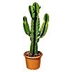 Piardino Cactus (Euphorbia ingens, Tamaño de maceta: 24 cm) | BAUHAUS