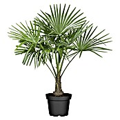 Piardino Hanfpalme (Trachycarpus fortunei, Topfgröße: 34 cm)