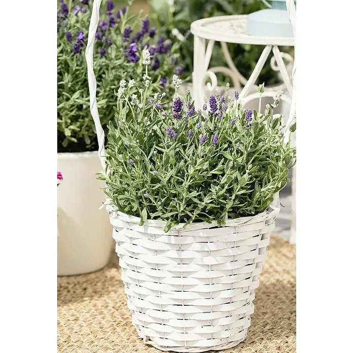 Piardino Lavendel - Lavandula angustifolia, Topfvolumen: 3 l, Blau/Lila - Nahaufnahme eines weißen Korbes mit Lavendelblüten, der auf einer Matte im Freien steht, daneben ein weiterer Topf und ein Tisch.