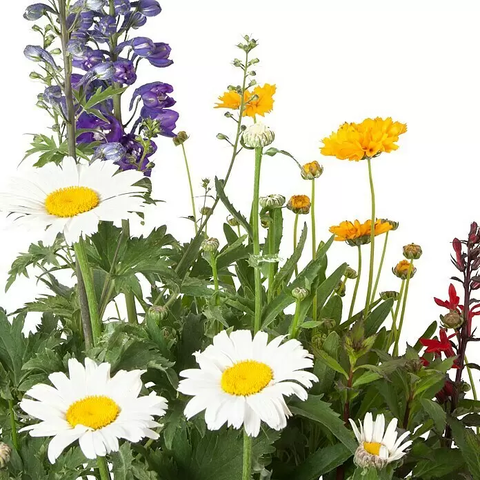 Piardino Stauden-Mix Trio - Topfgröße: 13 cm - Detailaufnahme