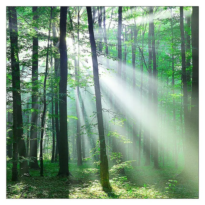 ProArt Glasbild - Forest Harm. III, B x H: 30 x 30 cm - Lichtstrahlen durchdringen das dichte Blätterdach eines grünen Waldes und schaffen eine magische Atmosphäre. Die Bäume ragen hoch in den Himmel.