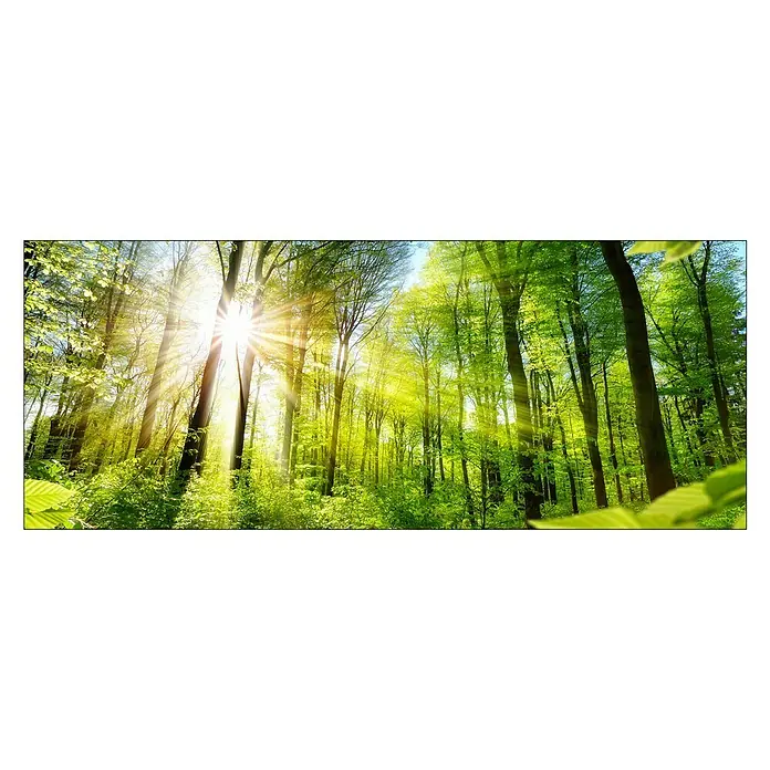 ProArt Glasbild - Towards the Sun, B x H: 125 x 50 cm - Sonnendurchfluteter Wald mit üppigem Grün, der die natürliche Schönheit und Ruhe des Waldes hervorhebt.