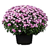 Piardino Herfstchrysant (Potmaat: 19 cm, Bloemkleur: Soortafhankelijk)