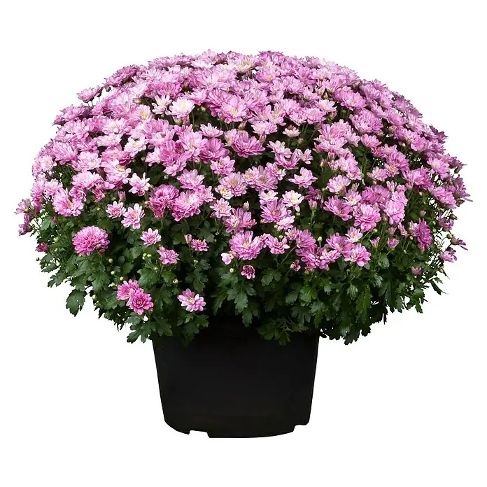 Piardino Herbst-Chrysantheme - Chrysanthemum indicum Hybride, Topfgröße: 19 cm, Blütenfarbe: Sortenabhängig - Üppiger rosa Chrysanthemenbusch in einem schwarzen Topf, ideal für herbstliche Dekorationen im Garten oder auf dem Balkon.