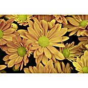Piardino Herfstchrysant (Potmaat: 19 cm, Bloemkleur: Soortafhankelijk)