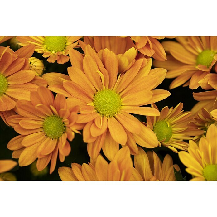Piardino Herbst-Chrysantheme (Topfgröße: 19 cm, Blütenfarbe: Sortenabhängig)