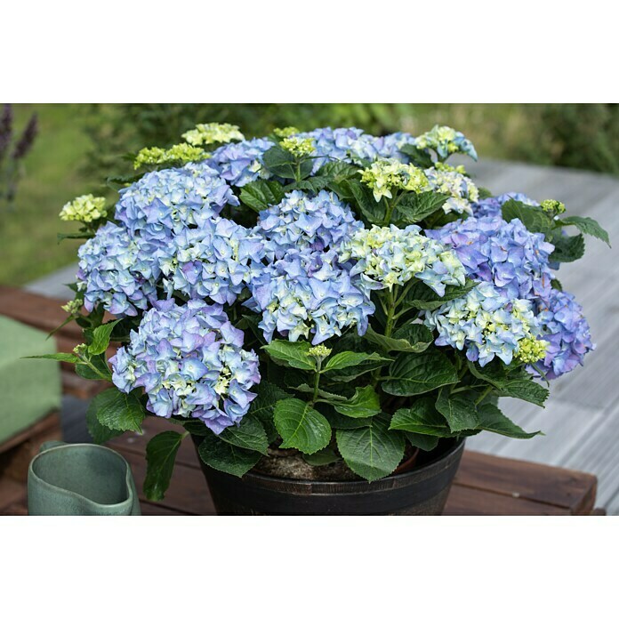 Piardino BauernhortensieHydrangea macrophylla, Blau Mood Shot