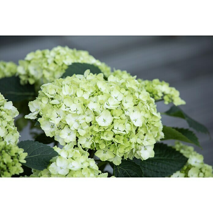 Piardino BauernhortensieHydrangea macrophylla, Weiß Detail Shot