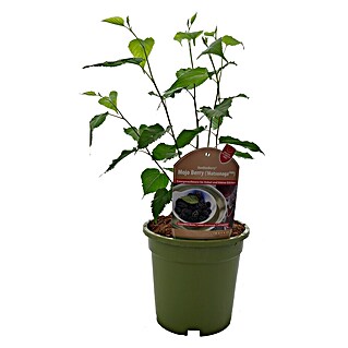 Frühlingsblüher Zwerg-Maulbeere (Morus rotundiloba 'Mojo Berry', 3 l)