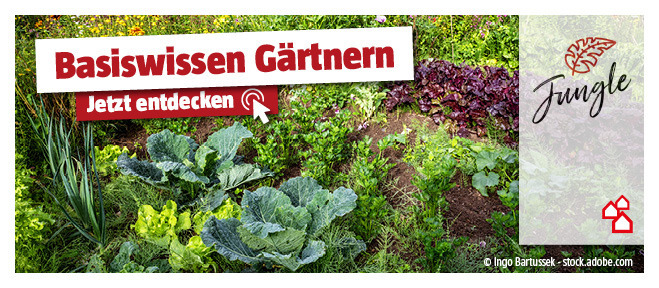 Basiswissen Gärtnern entdecken - Begriffe im Gemüse- und Obstanbau
