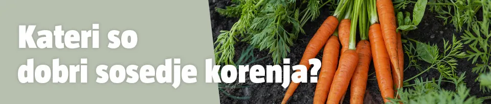 dobri sosedi korenja