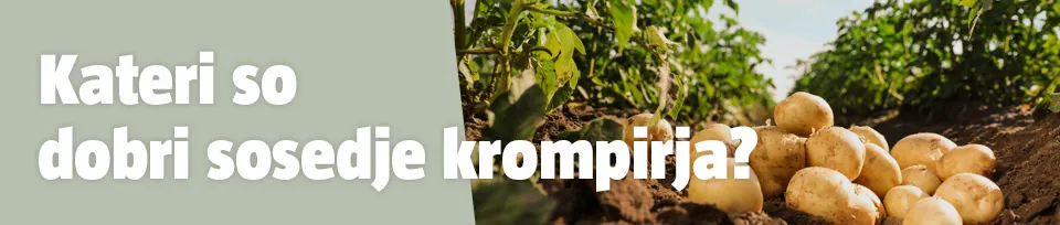 dobri sosedje krompirja