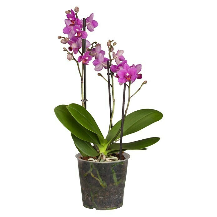 Piardino Schmetterlingsorchidee (Phalaenopsis multiflora, Topfgröße: 12 cm, Magenta, Anzahl Triebe: 2 - 3)