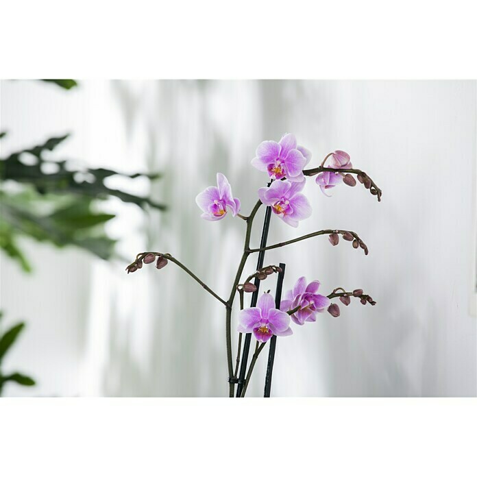 Piardino Schmetterlingsorchidee (Phalaenopsis multiflora, Topfgröße: 12 cm, Magenta, Anzahl Triebe: 2 - 3)